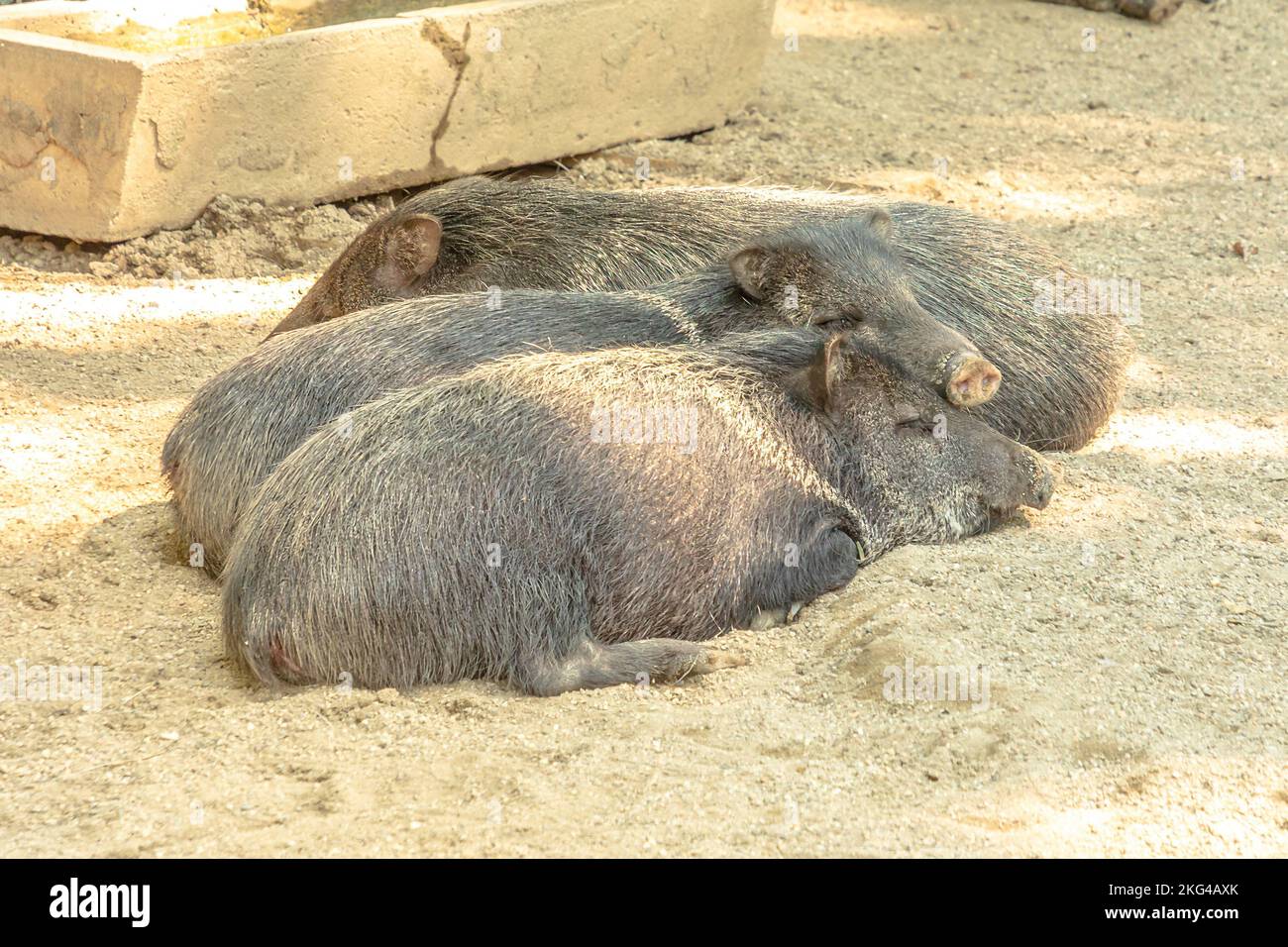 Wild boars Collared peccary sleeping, Dicotyles tajacu species of Europe and Eurasia. Stock Photo
