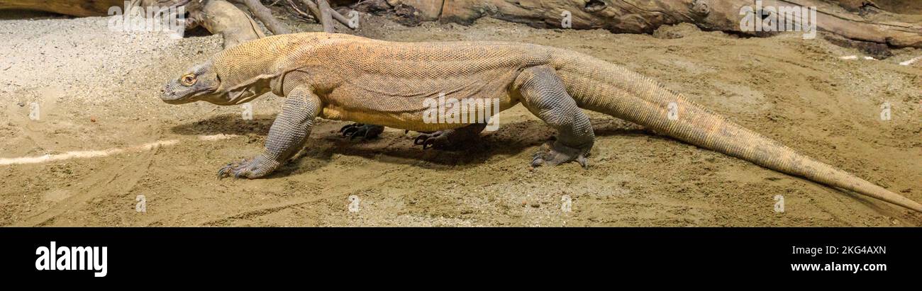 The Komodo monitor is the world's largest lizard, inhabiting Indonesian islands and Australia. The Varanus komodoensis species is a venomous reptile Stock Photo