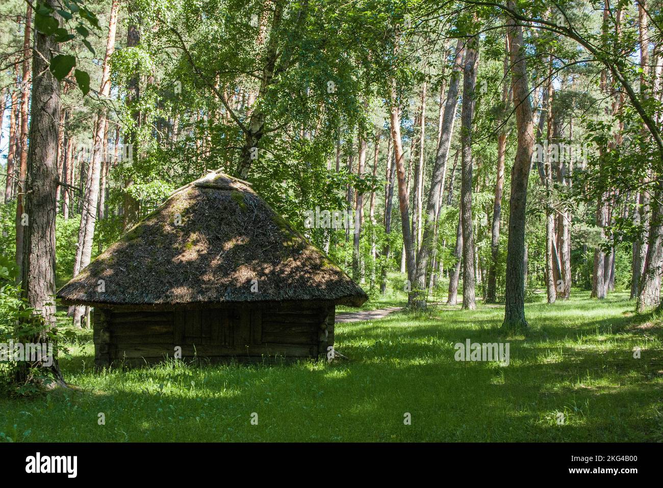 An old wooden house with a thatched roof in a green deciduous forest on ...