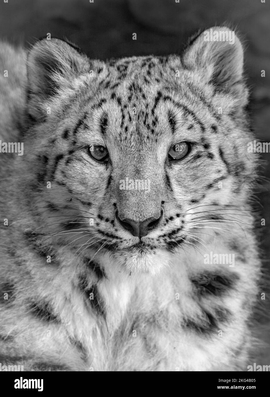 Female snow leopard cub looking towards camera Stock Photo