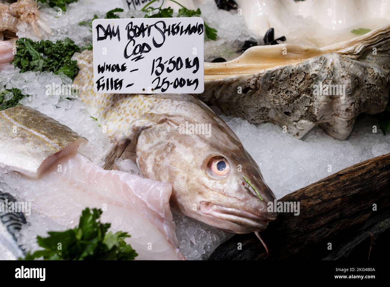 A large fresh Shetland boat caught Cod fish for sale on a market stall. the fish is whole and displayed on ice with a price tag. Stock Photo