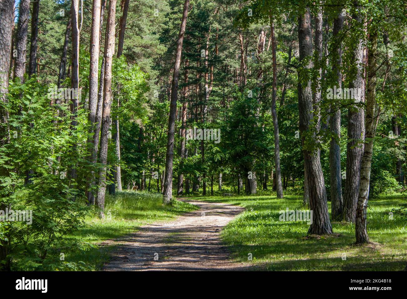 Sand footpath with tree roots in a green pine forest on a summer day ...