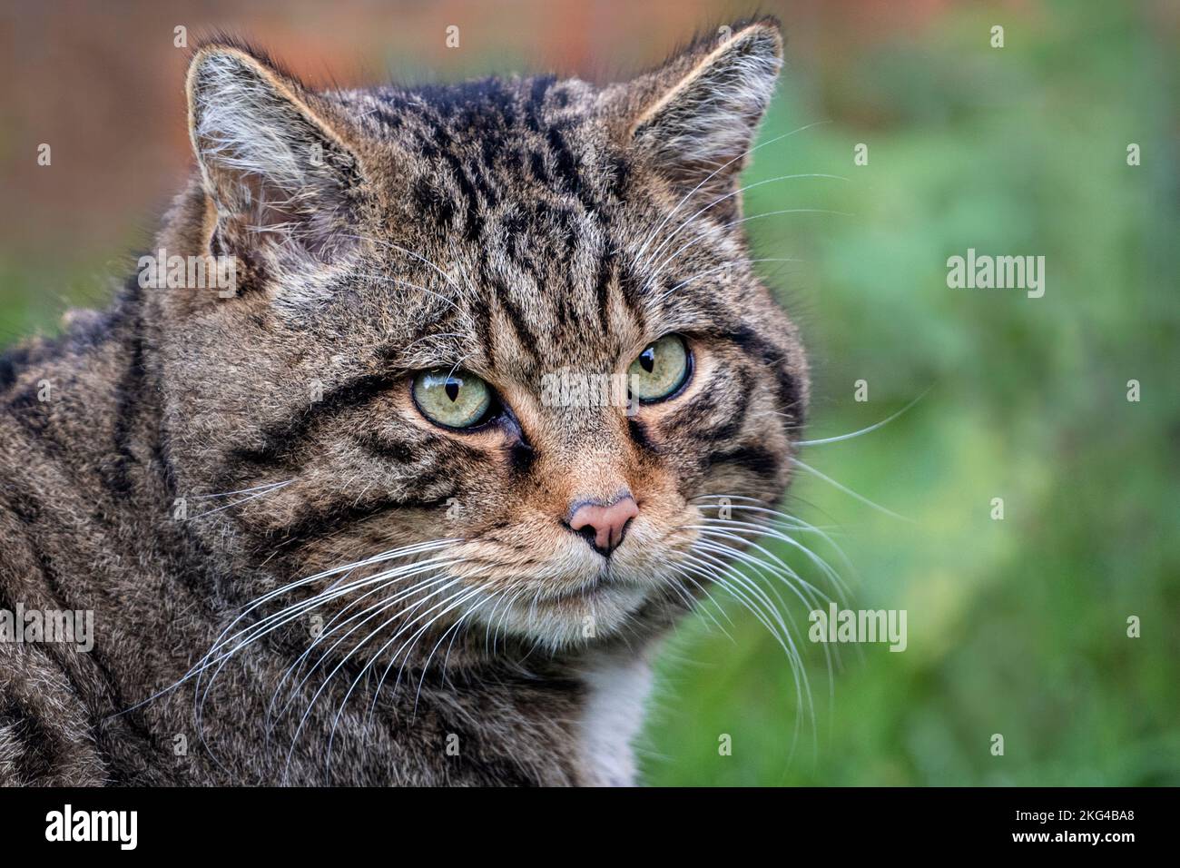 Male Eurasian wildcat (face Stock Photo Alamy