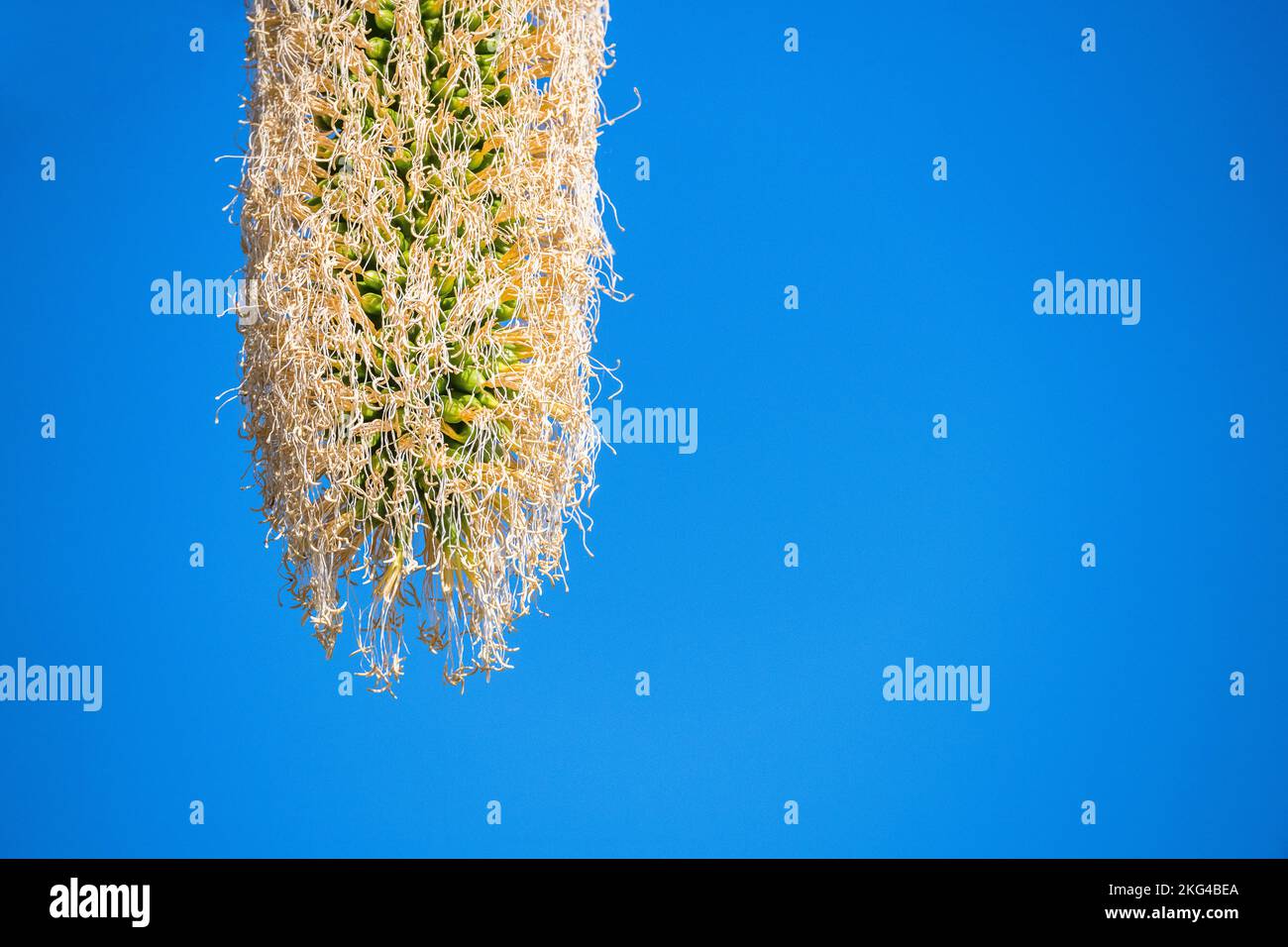 Agave attenuata is a species of flowering plant in the family