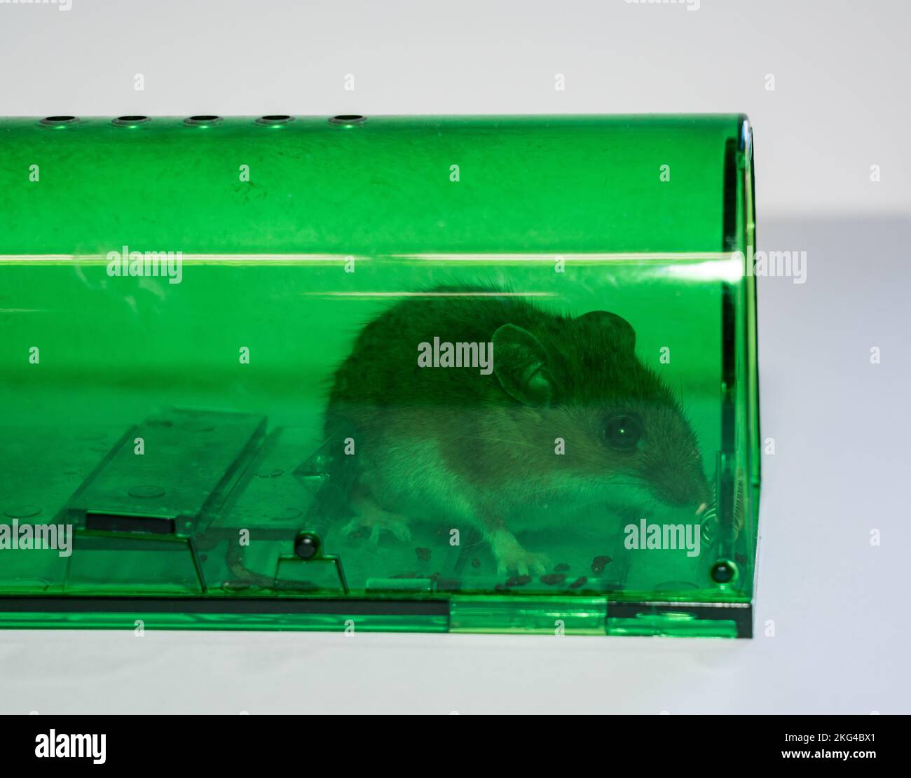 Green humane mousetrap with a captured field mouse Stock Photo Alamy