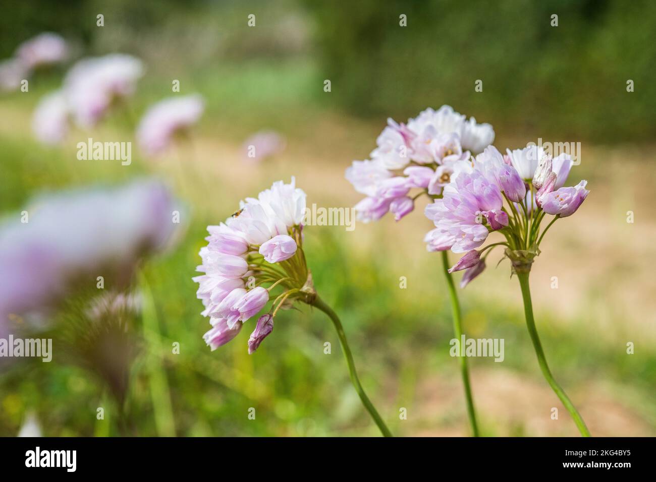 Allium roseum, commonly called rosy garlic is an edible, Old World species of wild garlic. Stock Photo