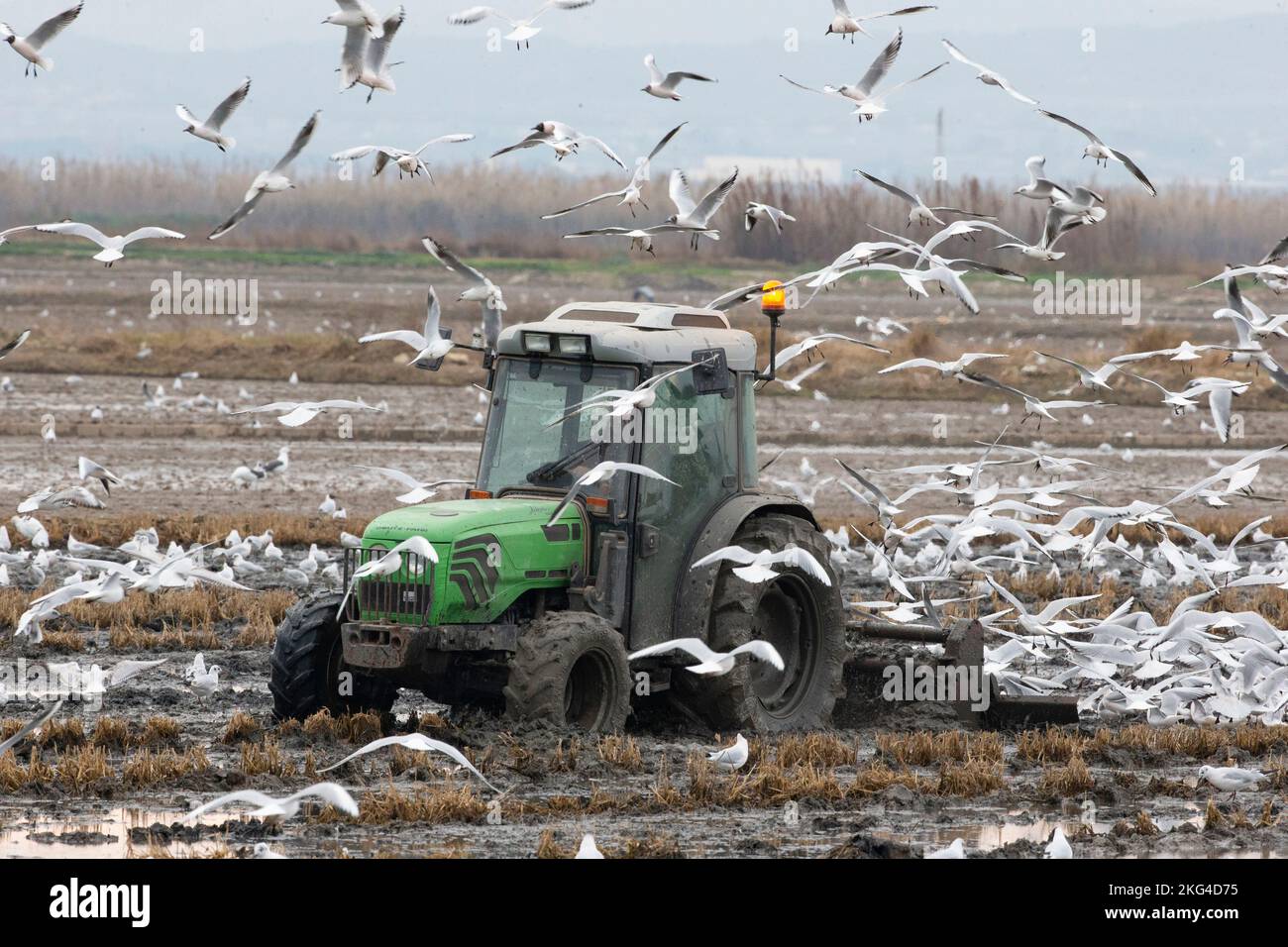 Seagulls following a tractor while it plows in a paddy field. Stock Photo