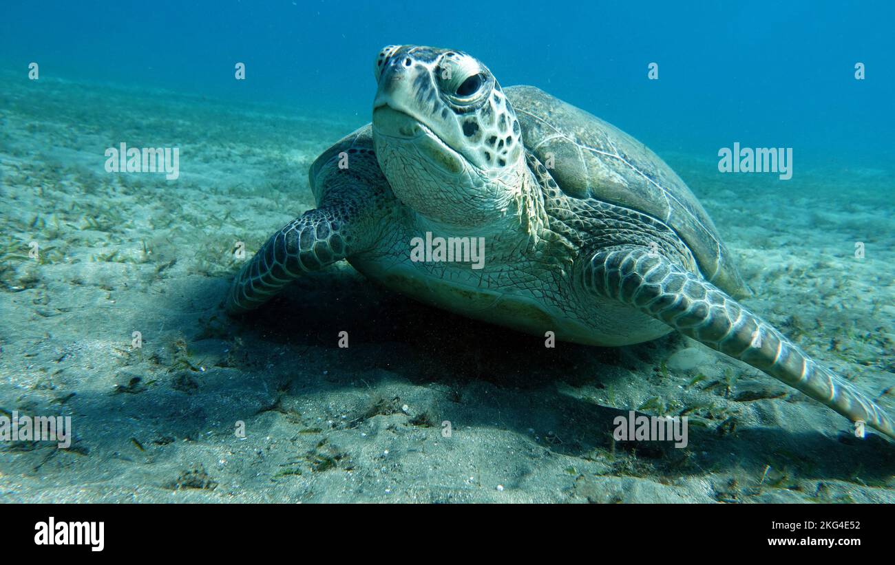 Big Green turtle , Green turtles are the largest of all sea turtles. A ...