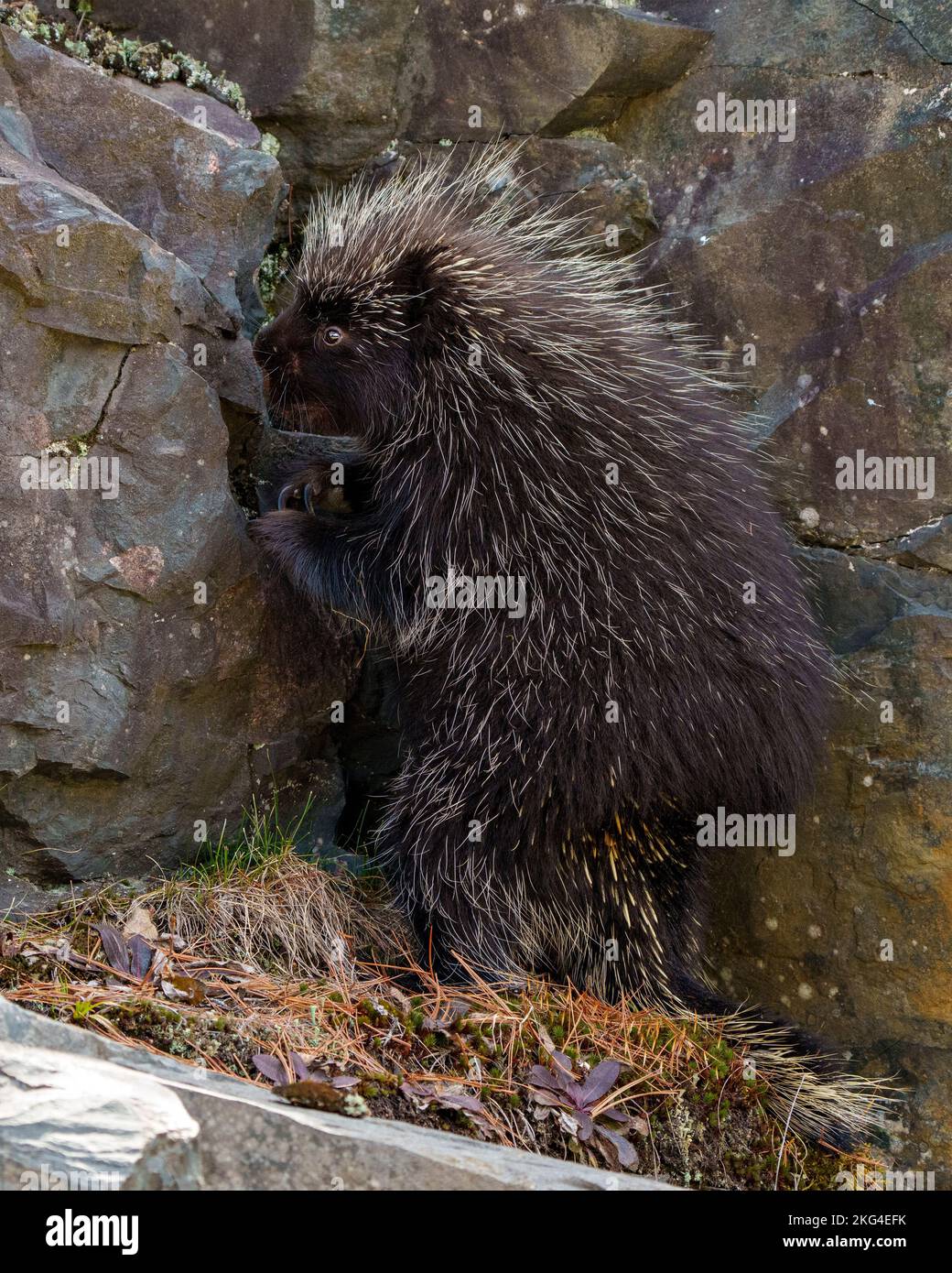 Porcupine standing by a big rock and moss in its environment surrounding and habitat displaying its sharp pointy spines and brown colour. Stock Photo
