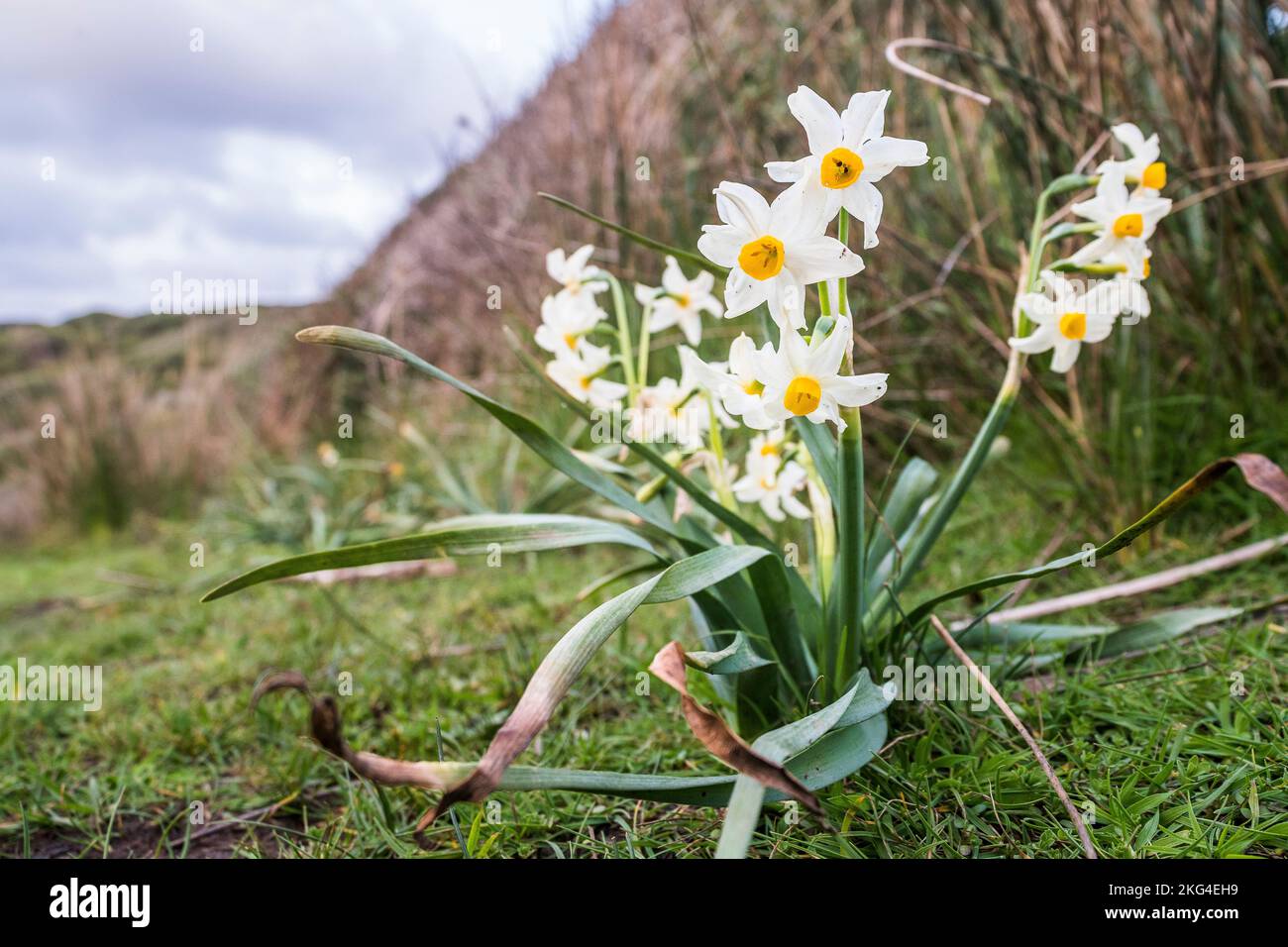 Narcissus tazetta (paperwhite) is a perennial ornamental plant that grows from a bulb. Stock Photo