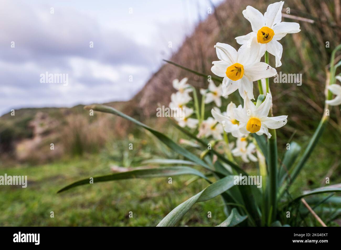 Narcissus tazetta (paperwhite) is a perennial ornamental plant that