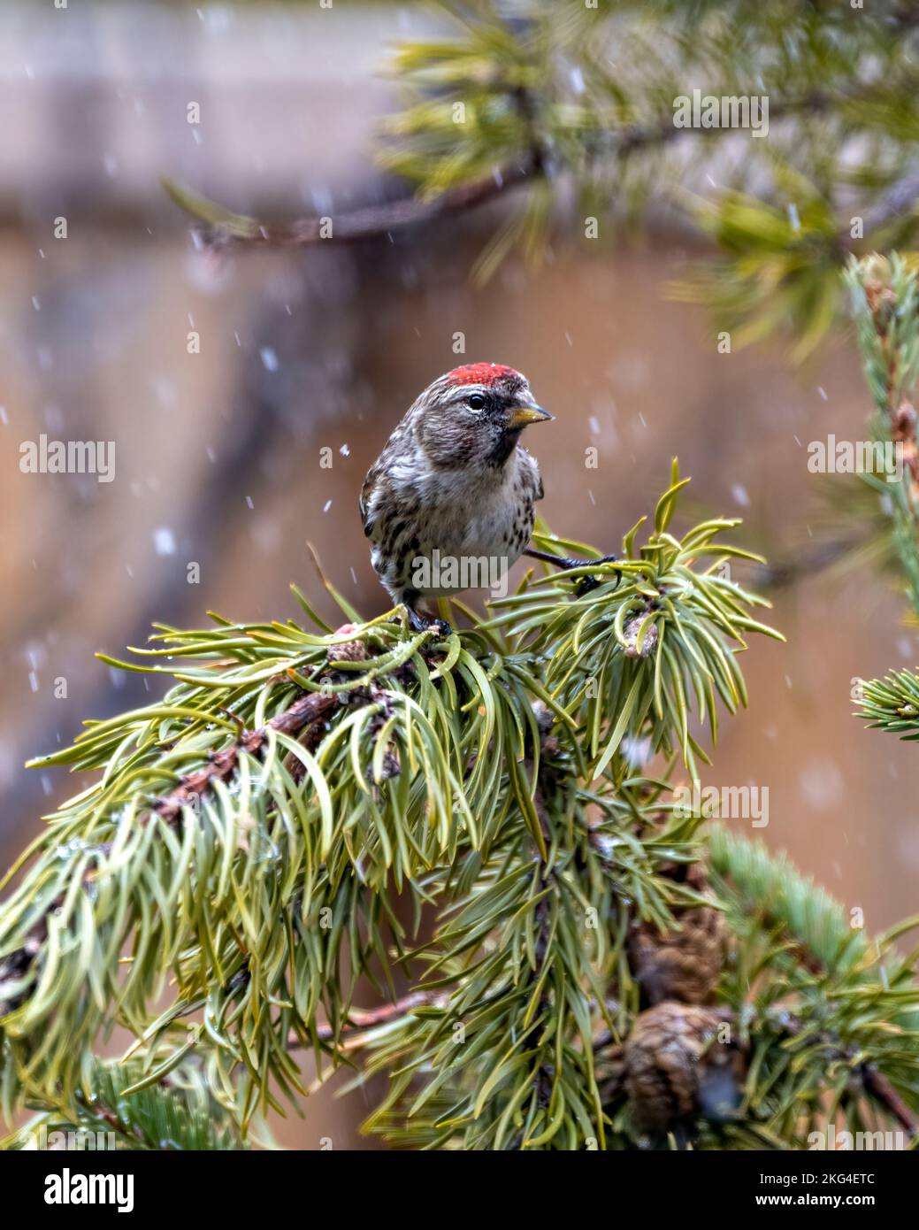 Red poll close-up profile view with falling snow perched on a pine branch with a blur background in its environment and habitat. Finch Photo Stock Photo