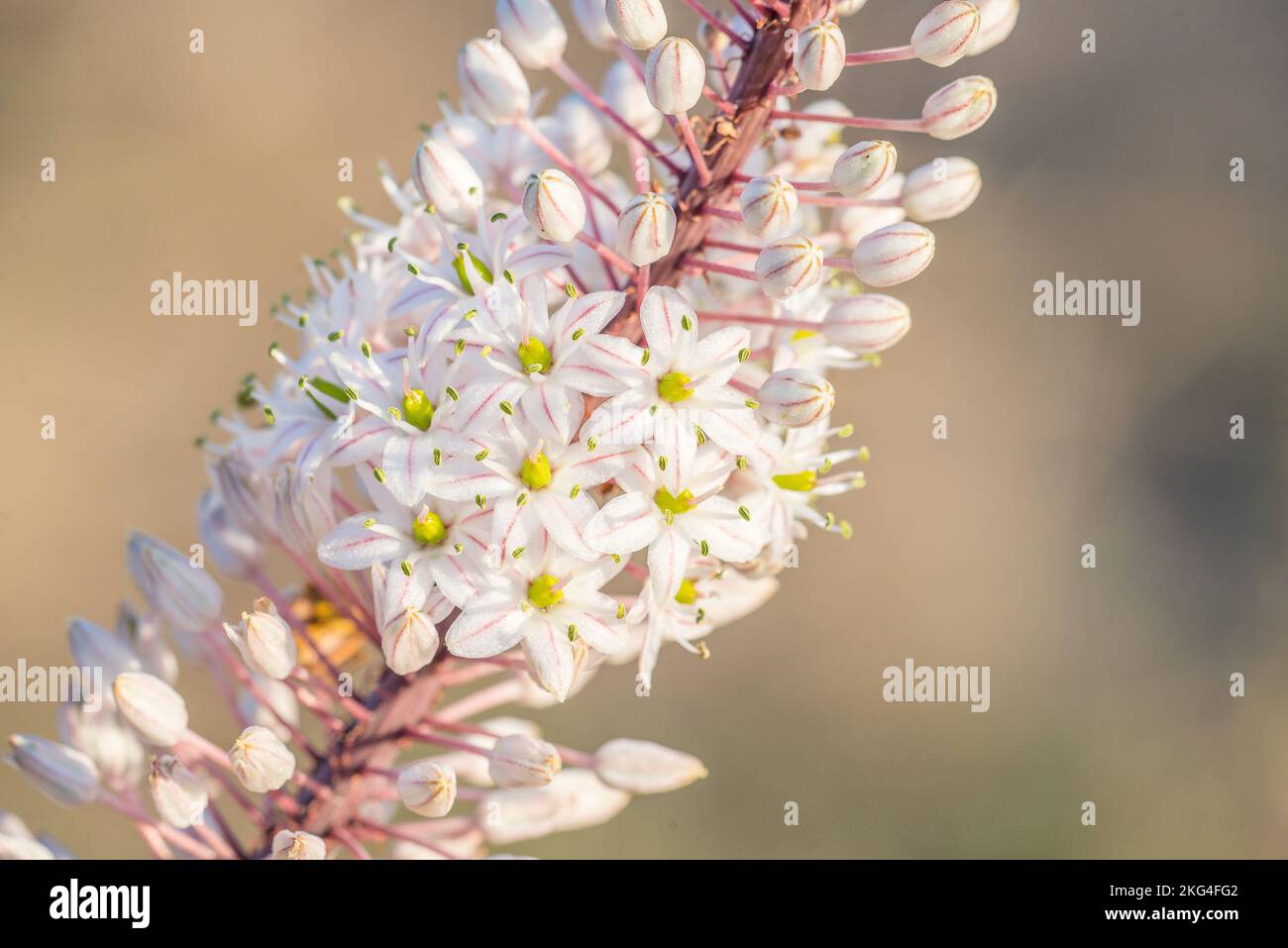 Sea squill (Drimia maritima) is a species of flowering plant in the family Asparagaceae, subfamily Scilloideae. Stock Photo