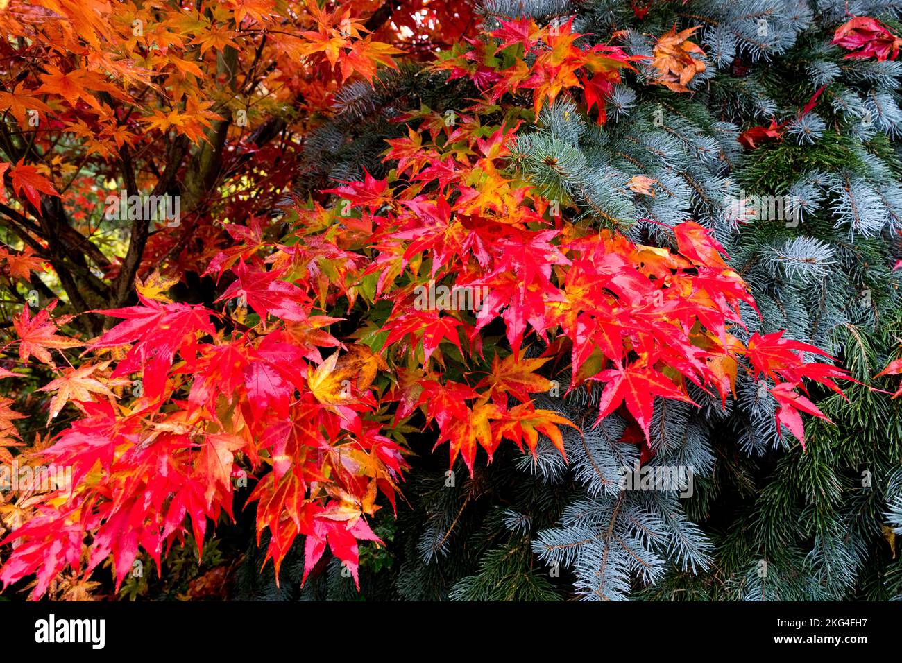 Autumn Japanese Maple Foliage Leaves Red Garden Turning Red Maple Tree Branches Leaves Turn Red Colour Acer palmatum Autumnal Foliage October Colors Stock Photo
