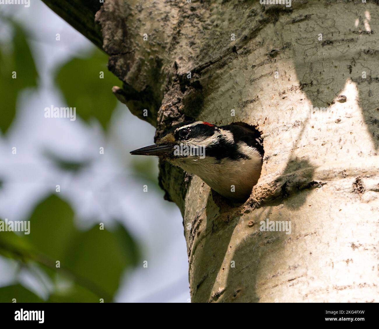 Woodpecker head out of its bird nest house in its environment and