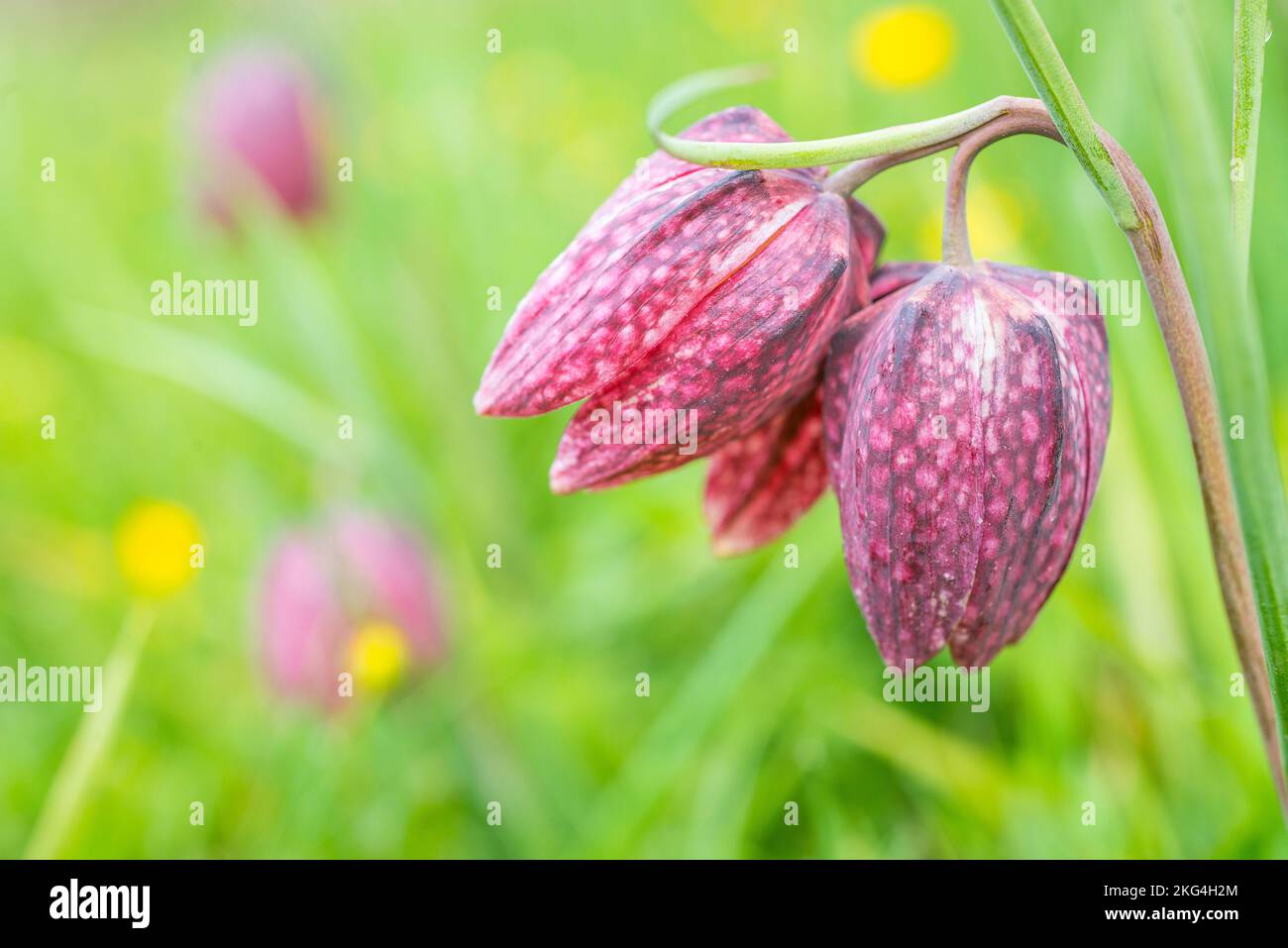 Fritillaria meleagris (snake's head fritillary) is a Eurasian species of flowering plant in the lily family Liliaceae. Stock Photo