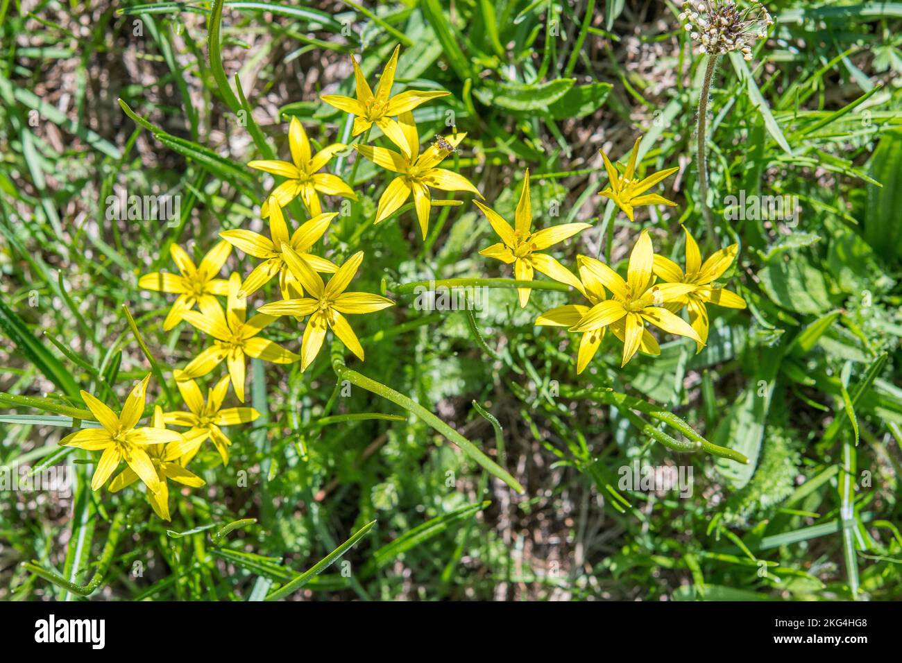 Gagea fragifera (yellow starofBethlehem), =Gagea liotardii, is a