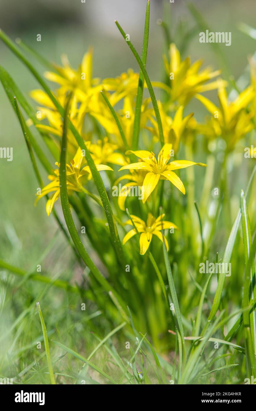 Gagea fragifera (yellow starofBethlehem), =Gagea liotardii, is a