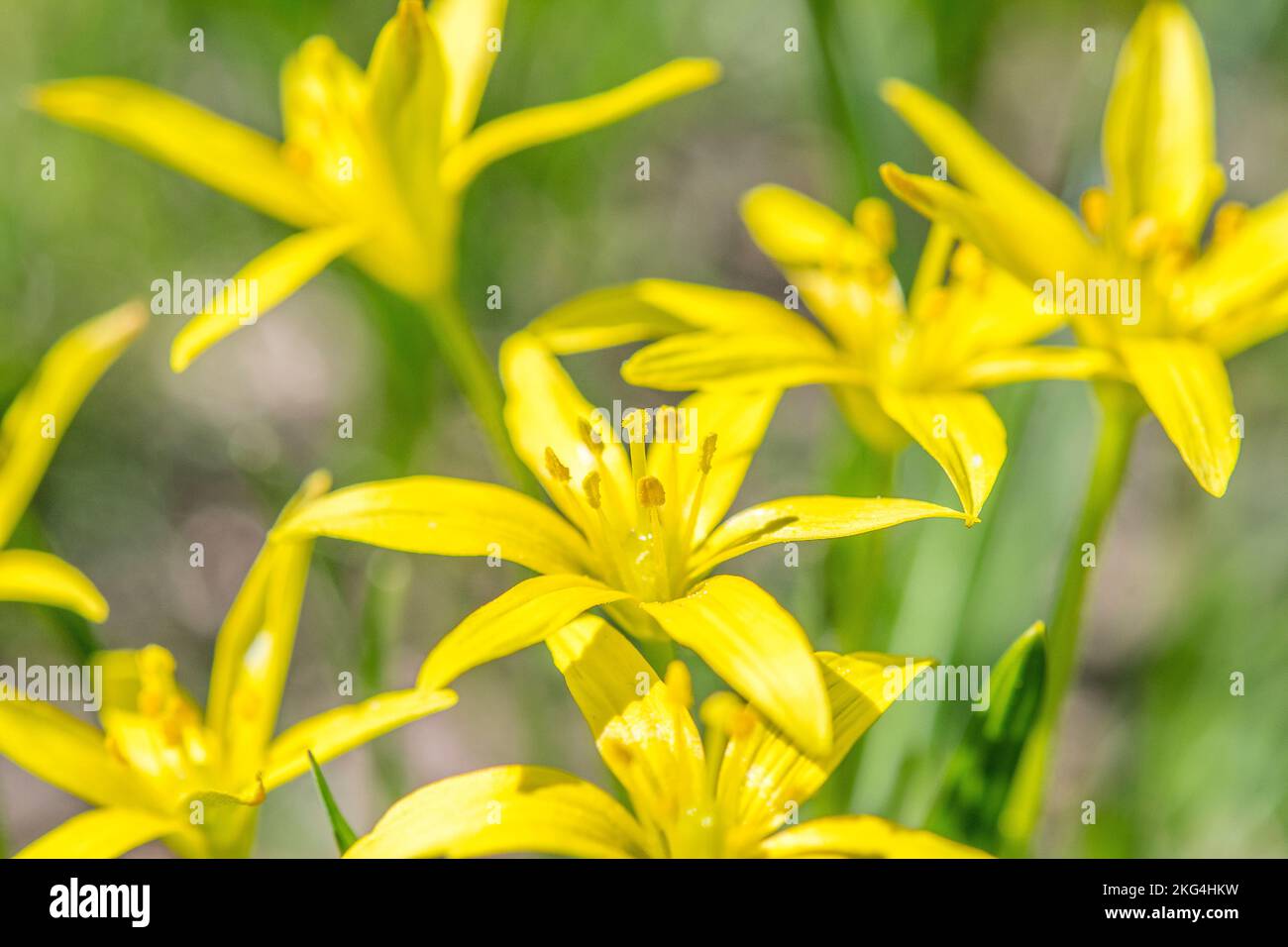 Gagea fragifera (yellow starofBethlehem), =Gagea liotardii, is a