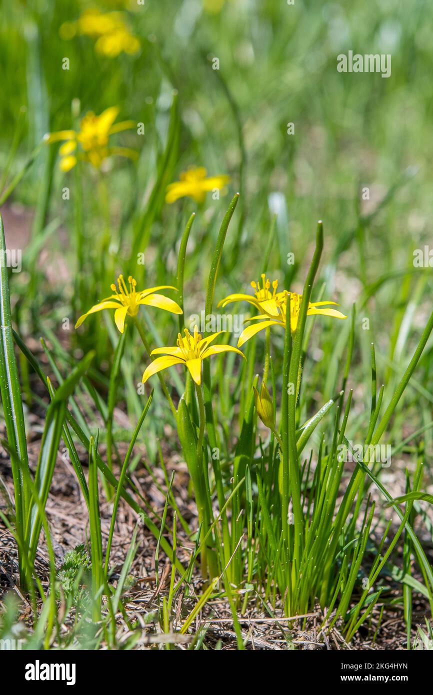 Gagea fragifera (yellow starofBethlehem), =Gagea liotardii, is a