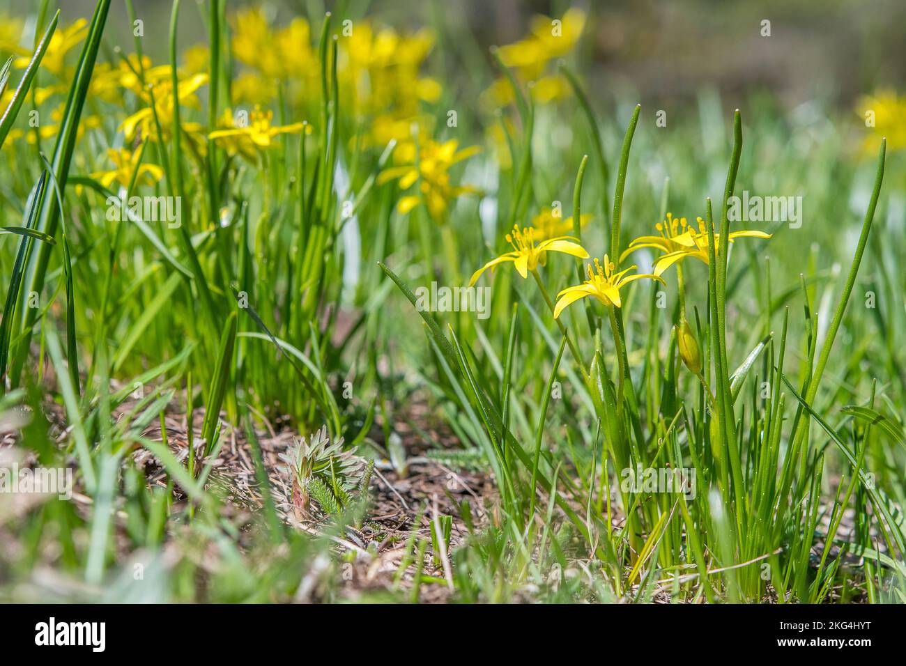 Gagea fragifera (yellow starofBethlehem), =Gagea liotardii, is a