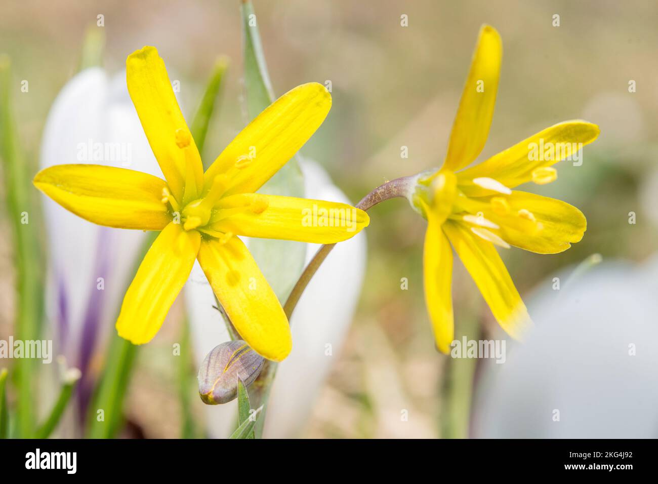 Gagea lutea, known as the yellow star-of-Bethlehem, is a Eurasian flowering plant species in the family Liliaceae. Stock Photo