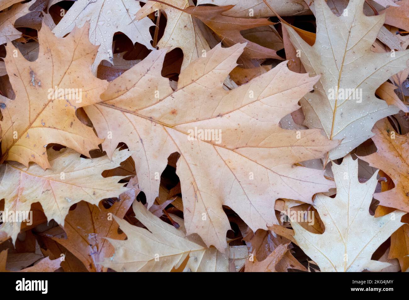 Gray Oak leaf fallen on the ground Stock Photo