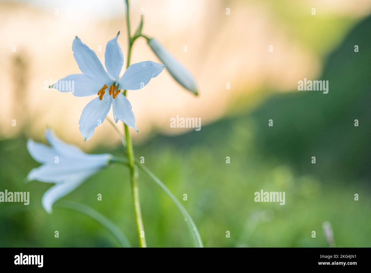 Paradisea liliastrum (or St Bruno's lily) is a species of flowering plant in the family Asparagaceae. Stock Photo