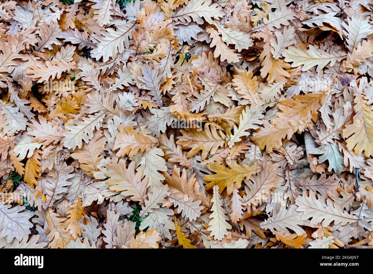 Oak leaves fallen on the ground, autumn background pattern Stock Photo