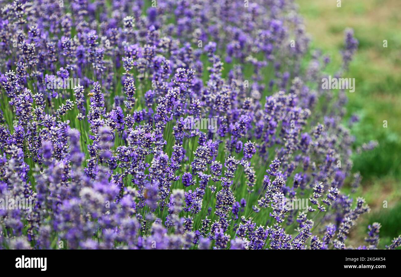 Lavender bush New Zealand Stock Photo Alamy
