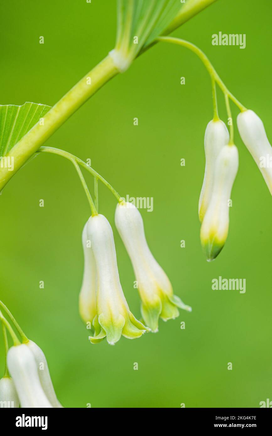 Polygonatum multiflorum, the Solomon's seal or David's harp, is a species of flowering plant in the family Asparagaceae. Stock Photo