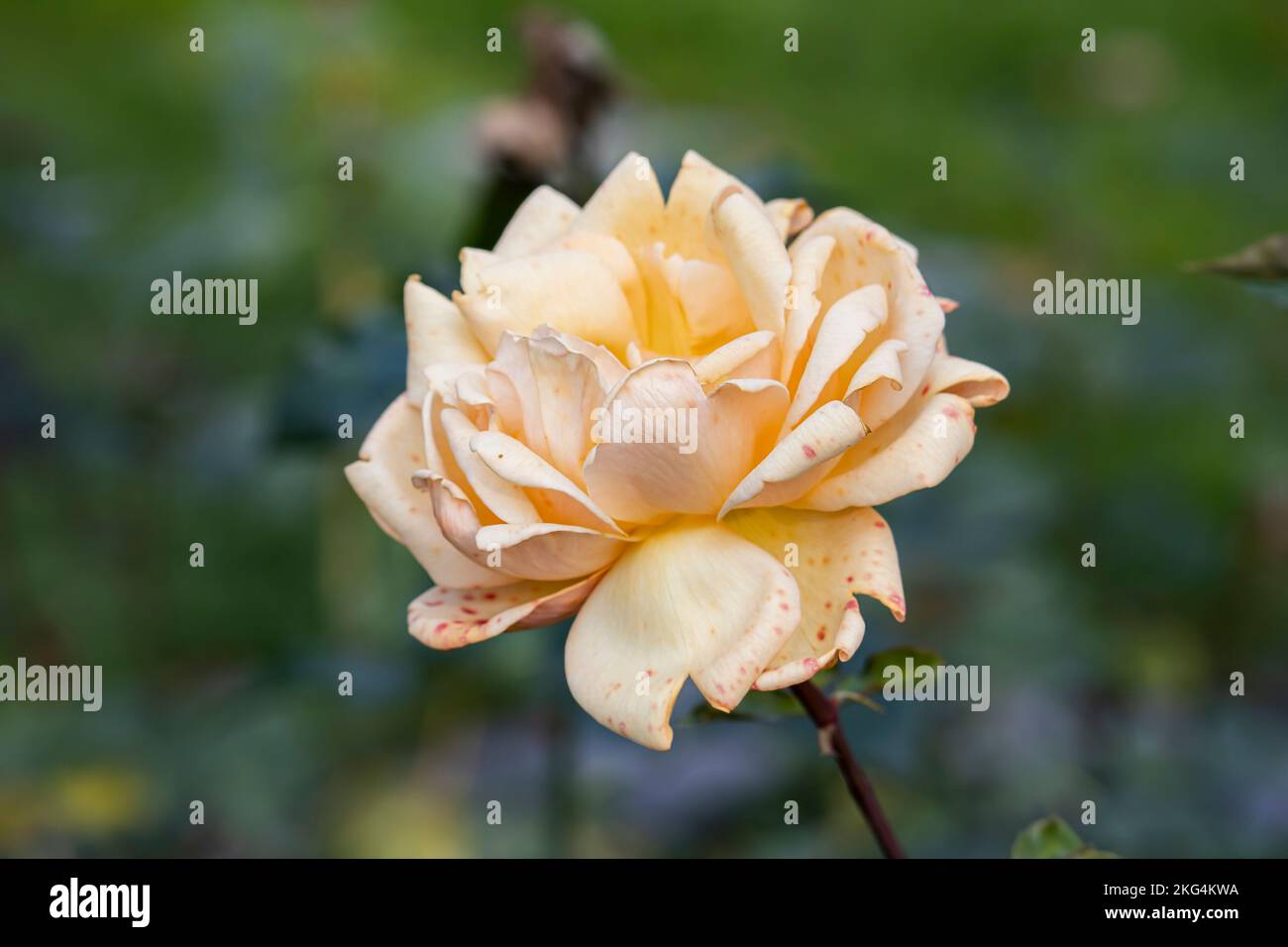 Rosa, Orange Rose ,Hybrid tea rose 'Ambiente' Stock Photo Alamy