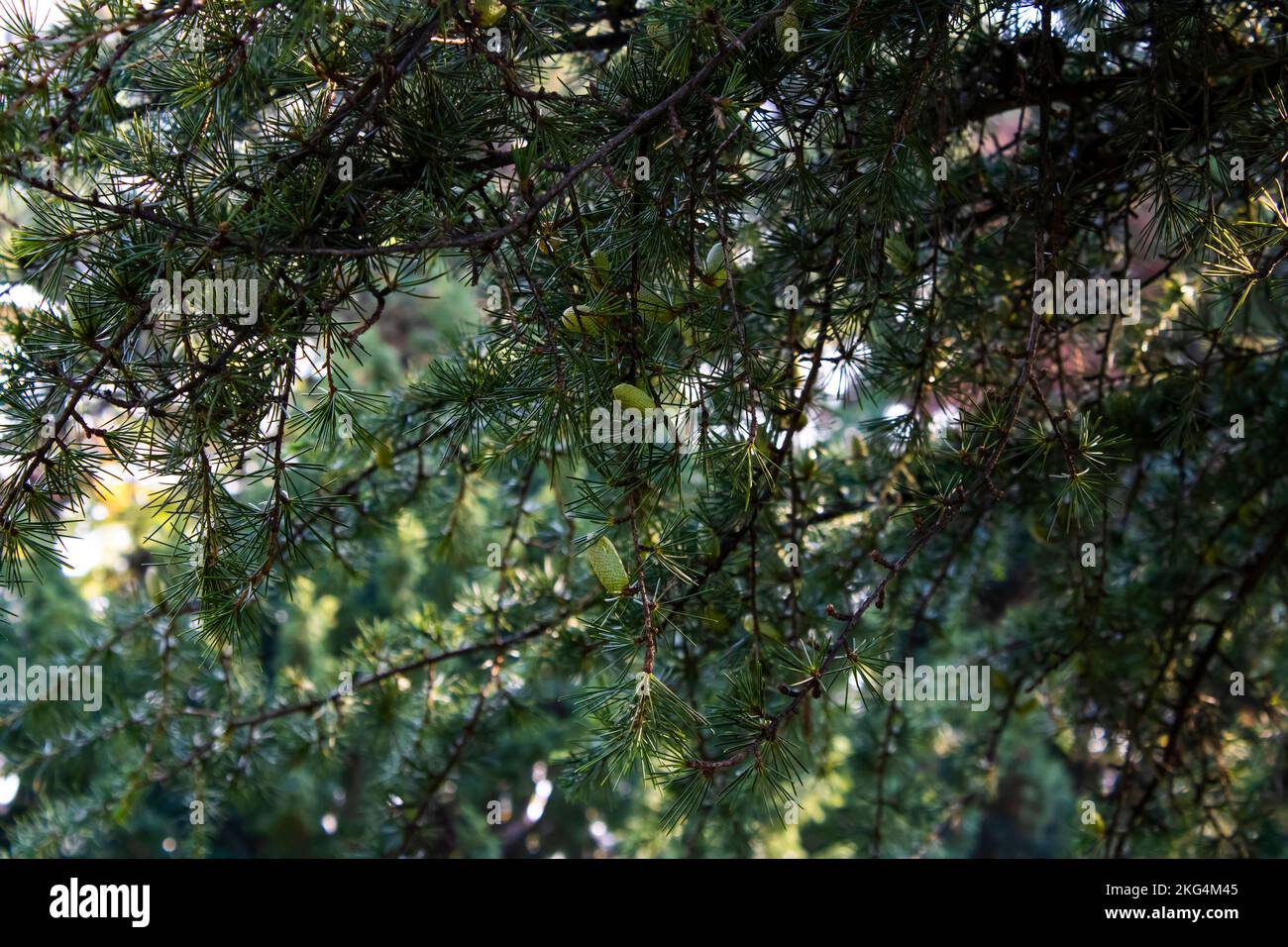 Cone ,Green immature cone on the pine tree, Conus Stock Photo