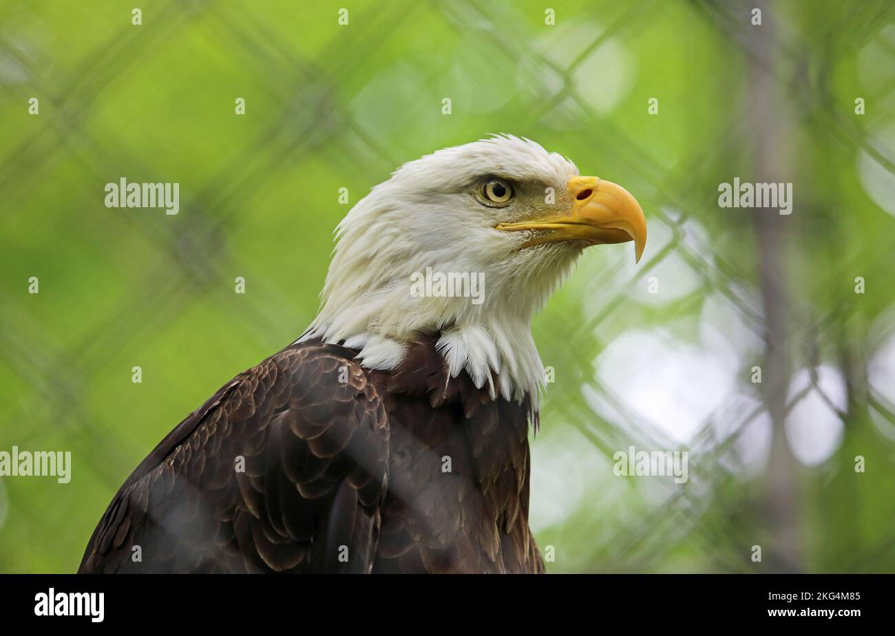 Bald eagle West Virginia Stock Photo Alamy