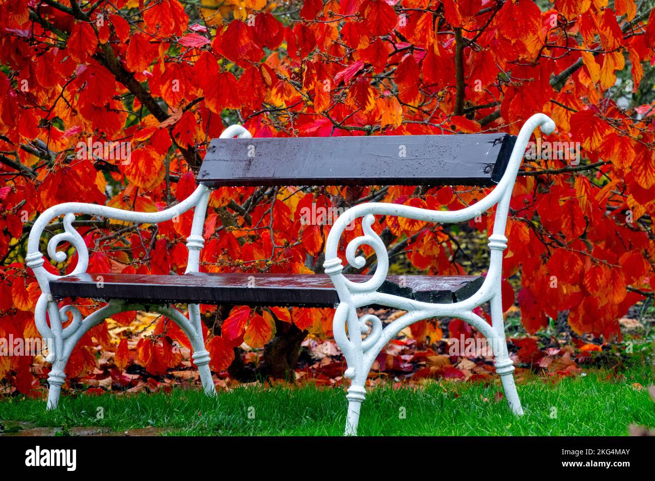 Metal garden bench in Autumn, Garden, Red, Witch hazel, Turning, Hamamelis, Foliage Stock Photo