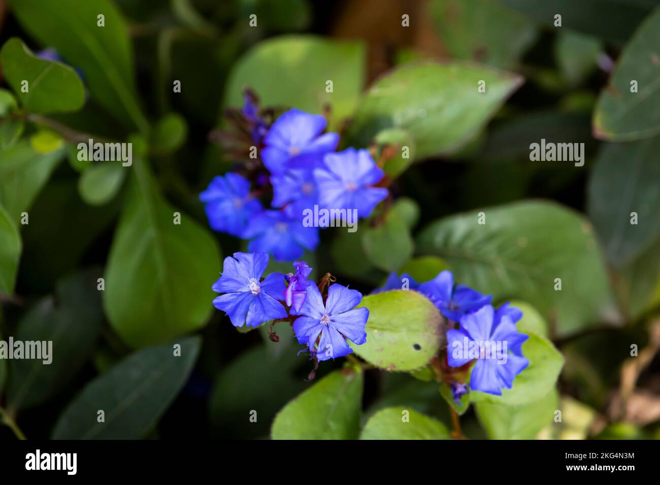 Shredding blueroot ,Ceratostigma plumbaginoides ,Blue flowered lead grass Stock Photo