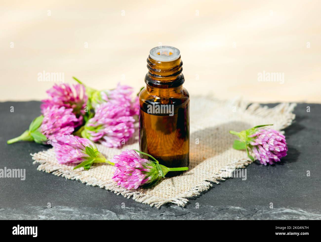 Selective focus on Trifolium pratense the red clover brown glass tincture bottle with picked blossoms for decoration studio shot. Copy space. Stock Photo