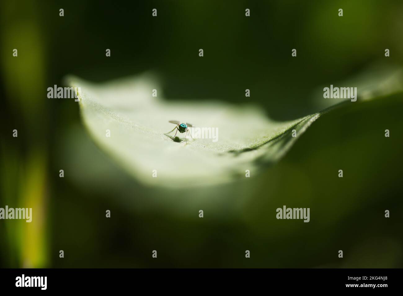 A macro of a small insect on the green leaf Stock Photo - Alamy
