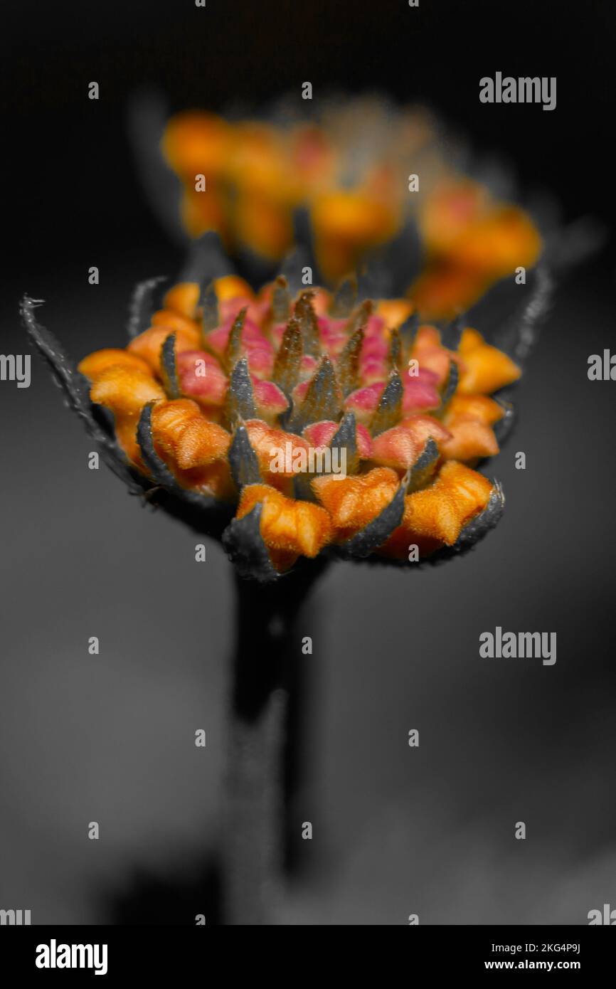 A vertical closeup of orange and red Edgeworthia chrysantha flower in the dark Stock Photo