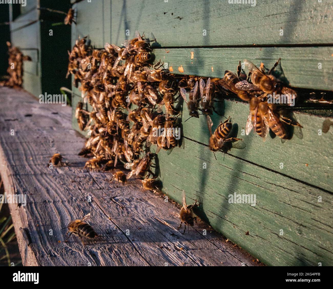 Honey bees enjoy the sunshine in Talheim in Germany. Stock Photo
