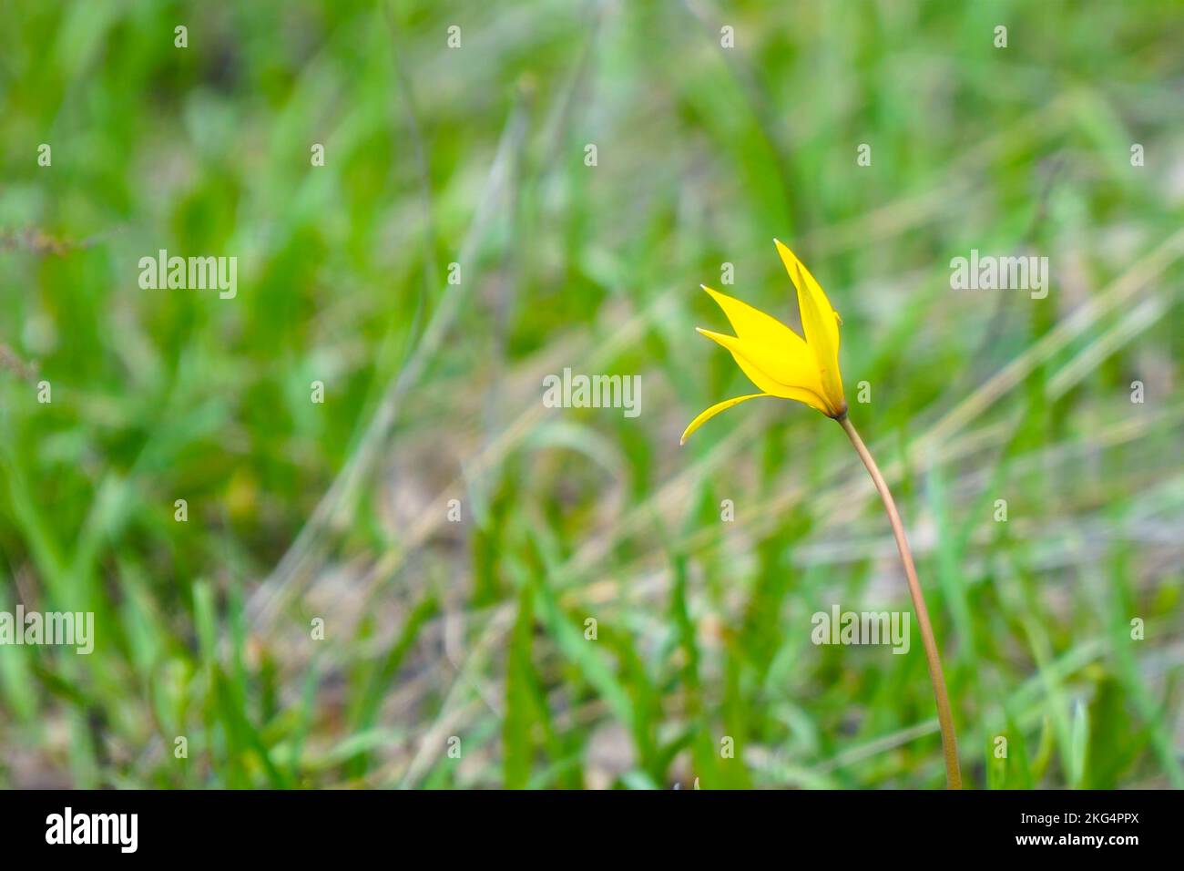 A yellow wild tulip in a green clearing Stock Photo