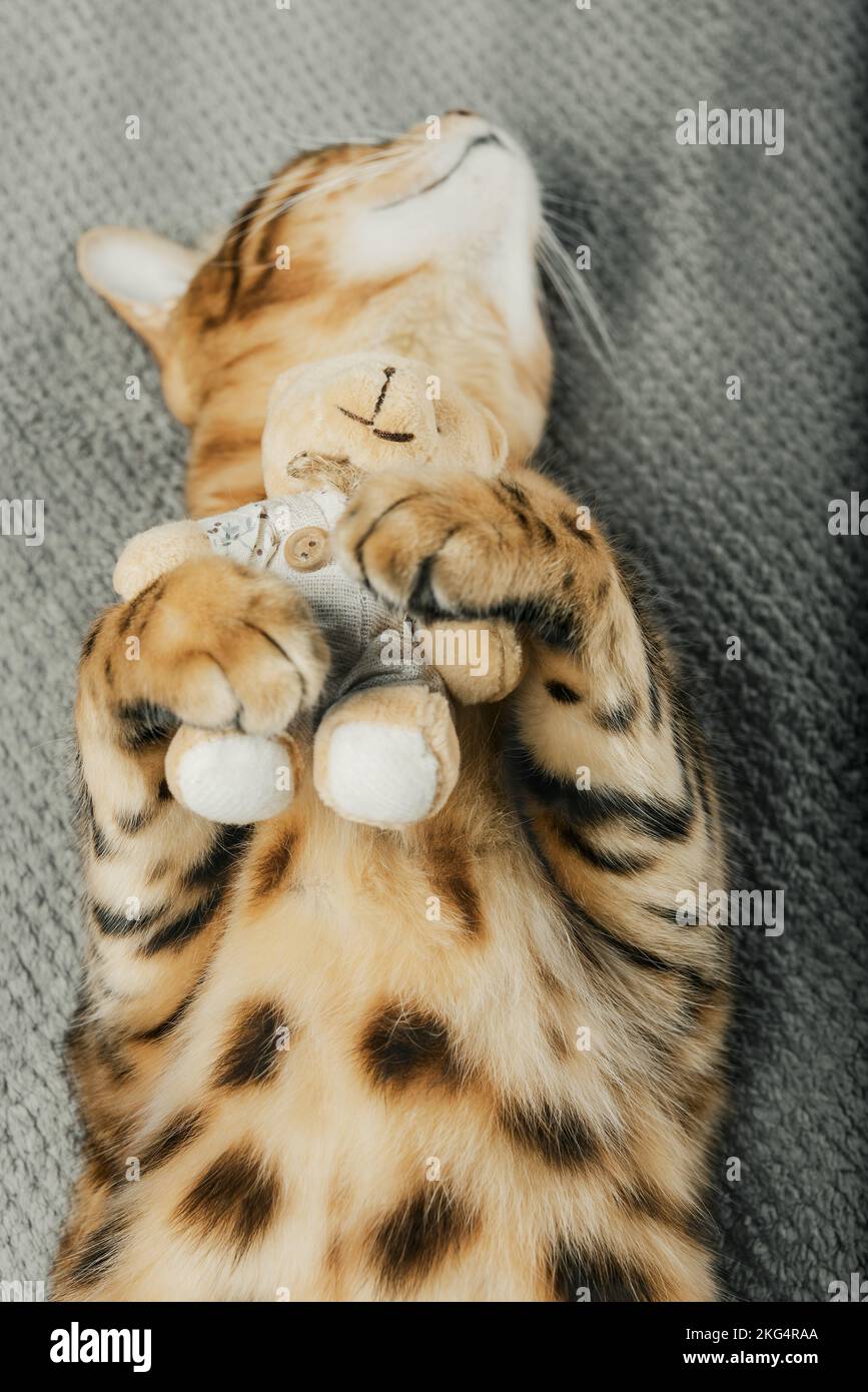Adorable cat hugging his soft toy while lying on a blanket. Bengal cat and teddy bear Stock Photo Alamy