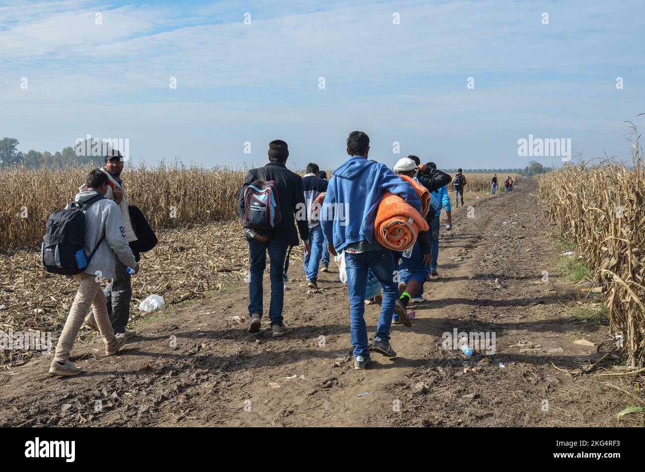 Refugees walking through the cornfield. Migrants trying to cross Croatian border to enter European Union (EU) in search for a better life. Stock Photo