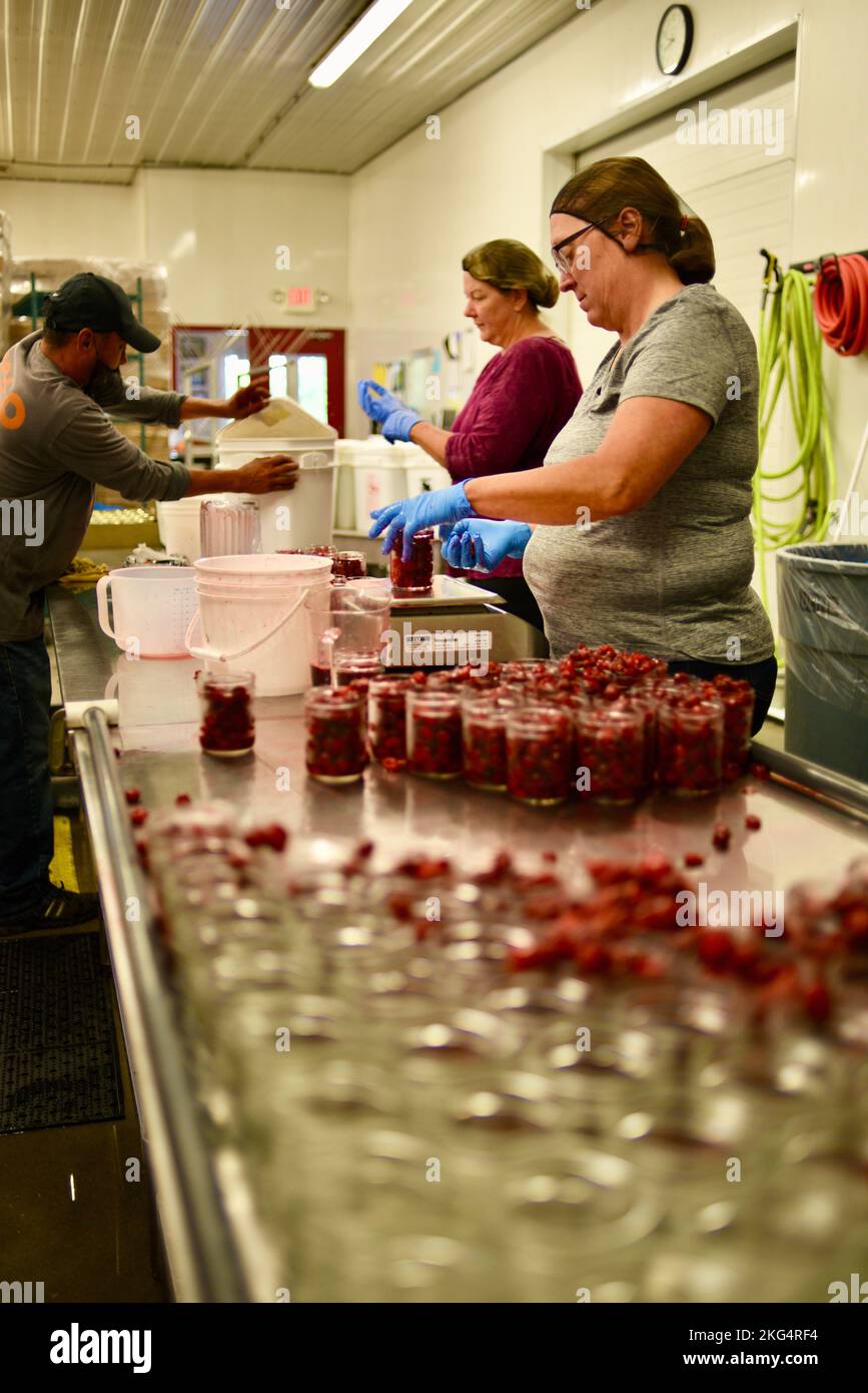 Female workers in cherry processing plant, filling glass jars with cherries, at Seaquist Orchards, Door County, Sister Bay, Wisconsin, USA Stock Photo