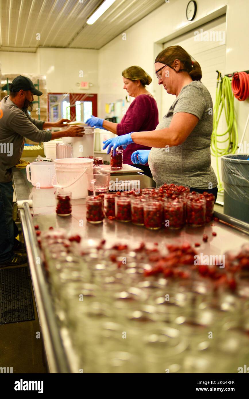 Female workers in cherry processing plant, filling glass jars with