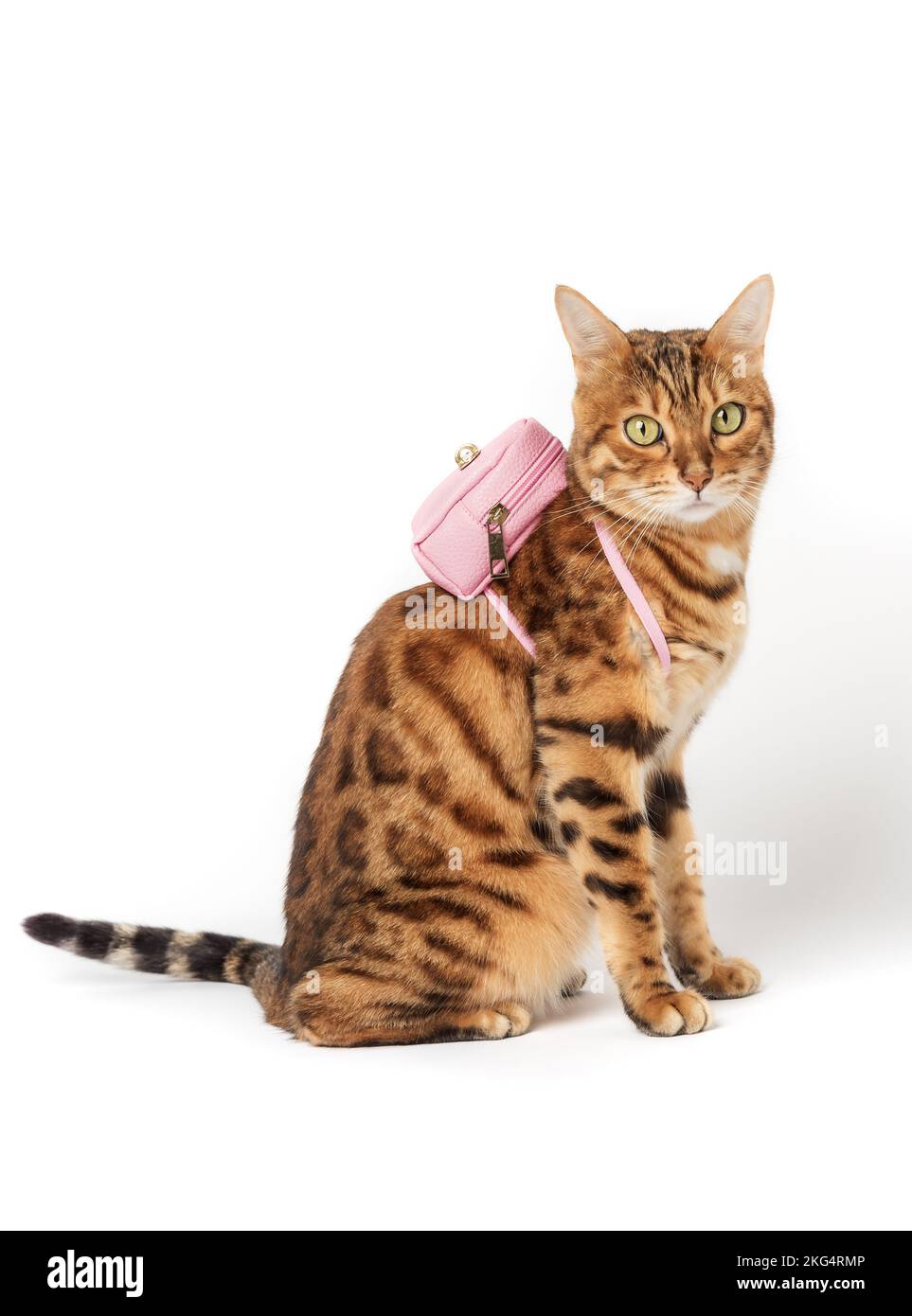 Cat hotsell explorer backpack