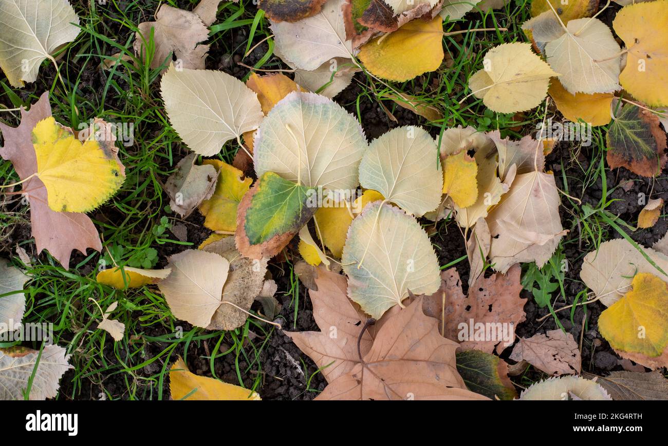 Hojas caídas en la hierba en otoño Stock Photo