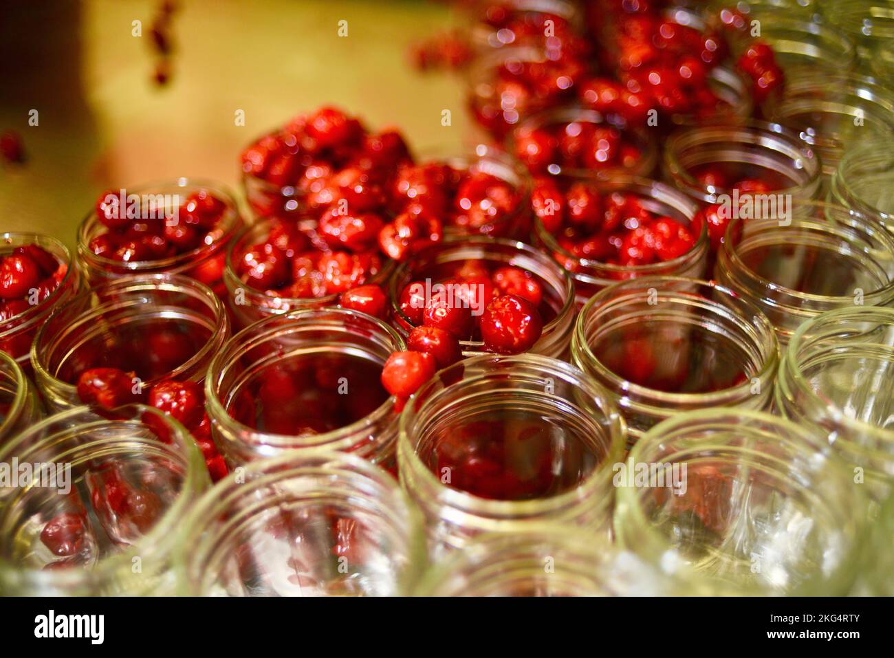 Freshly harvested Montmorency cherries preserved in glass canning jars