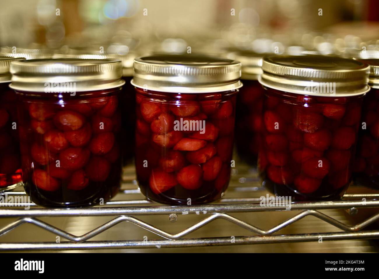 Freshly harvested Montmorency cherries preserved in glass canning jars