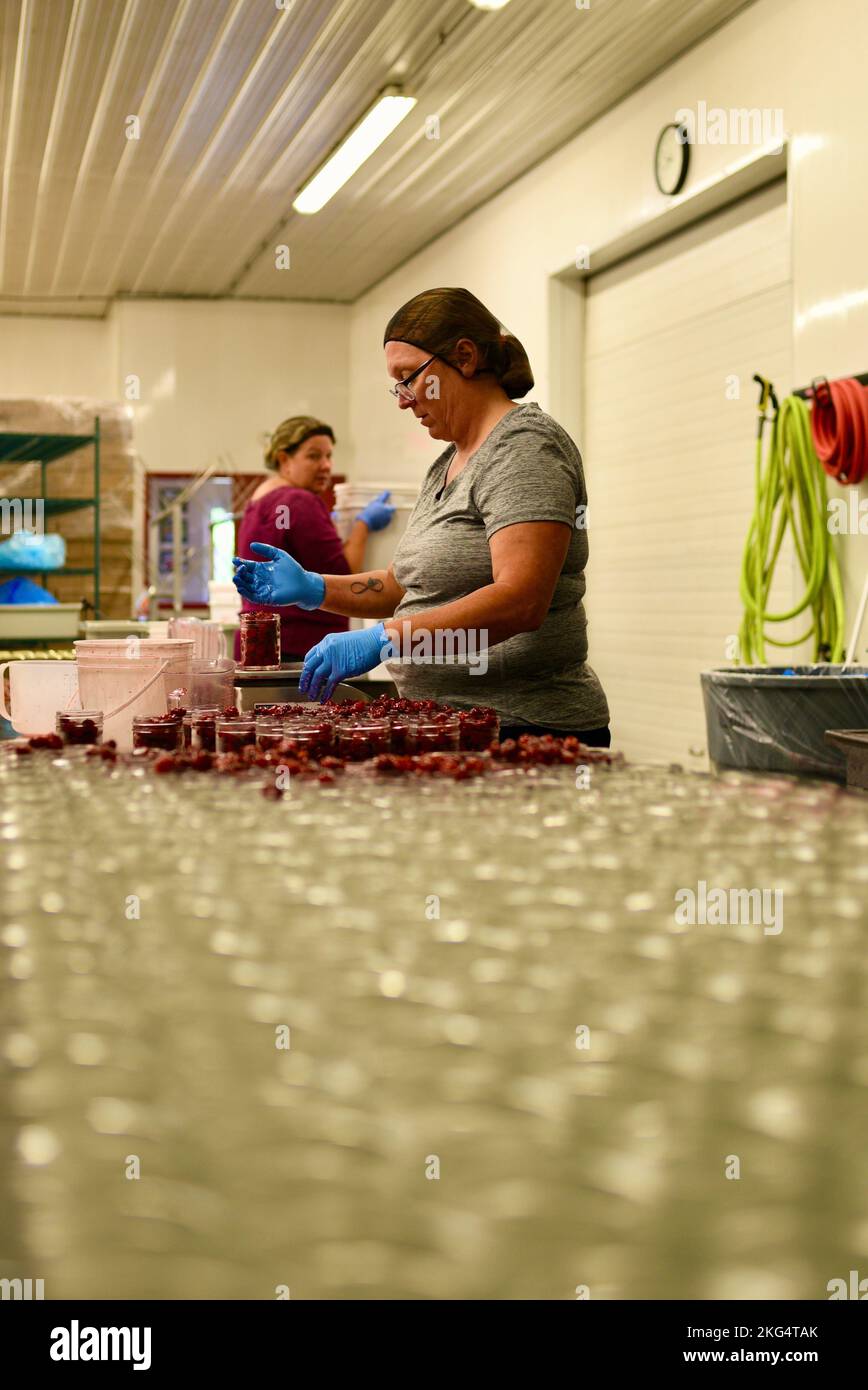 Female workers in cherry processing plant, filling glass jars with cherries, at Seaquist Orchards, Door County, Sister Bay, Wisconsin, USA Stock Photo